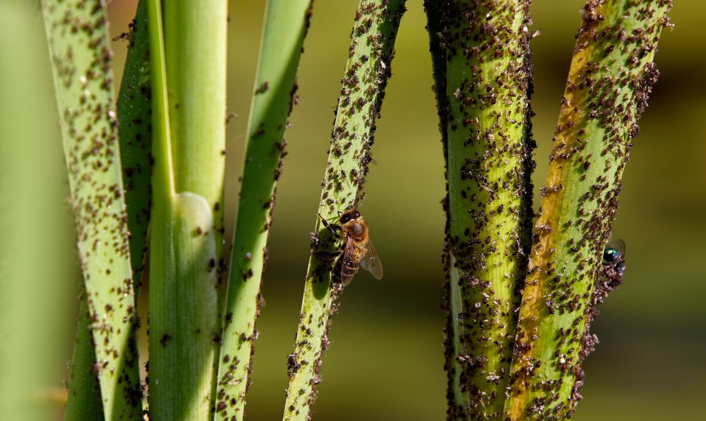 Comment éliminer les bêtes dans le riz ?
