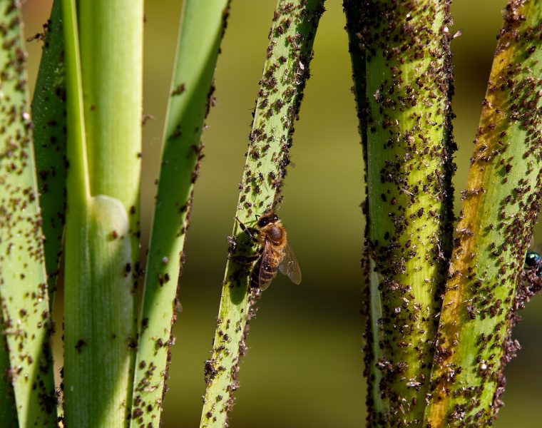 Comment éliminer les bêtes dans le riz ?