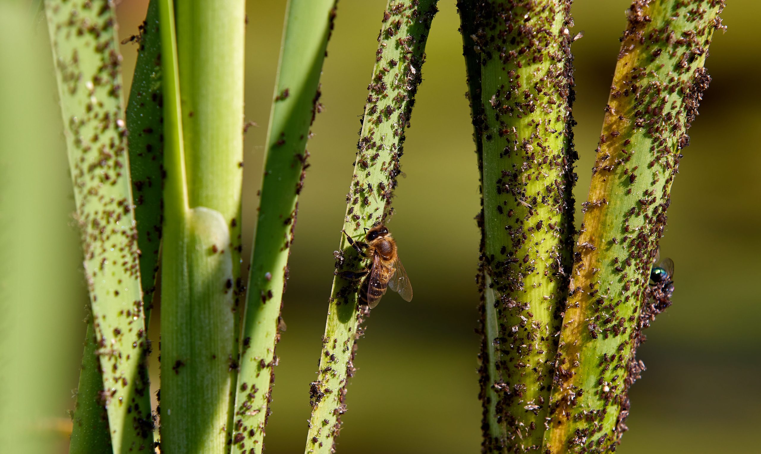 Comment éliminer les bêtes dans le riz