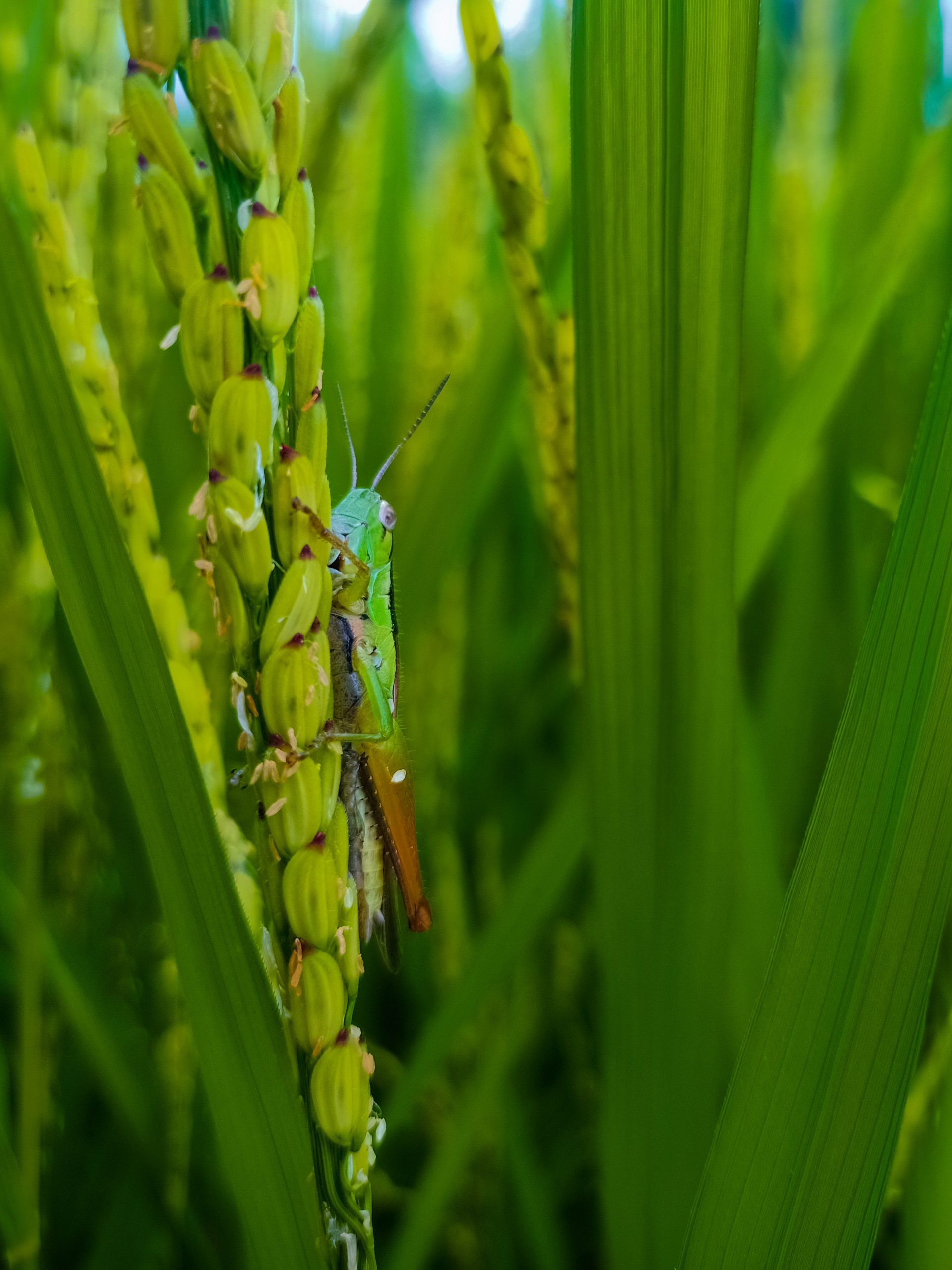 Éliminer les bêtes du riz naturellement