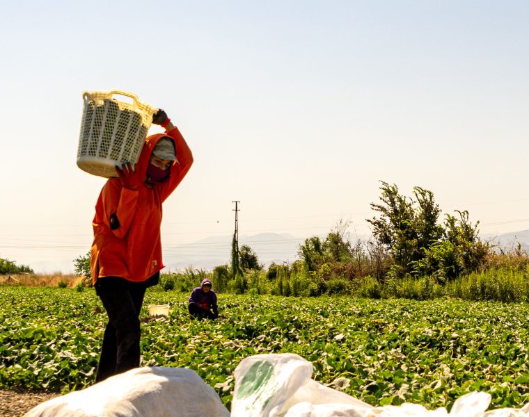 Comment bien organiser les travaux des champs selon les saisons ?