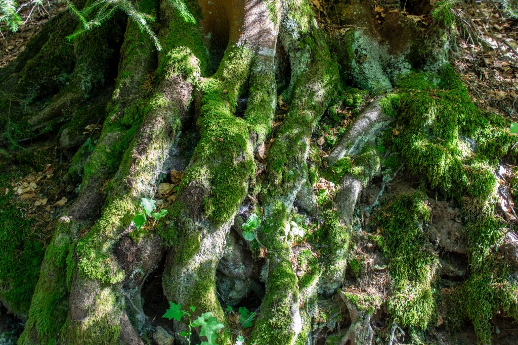 Les racines du saule tortueux peuvent-elles abîmer ta maison ?