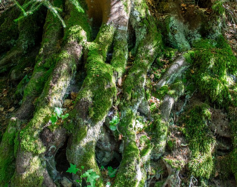Les racines du saule tortueux peuvent-elles abîmer ta maison ?