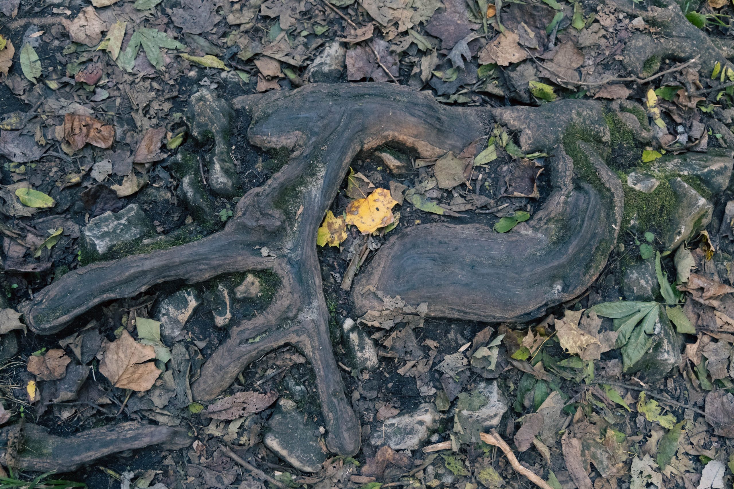 Racines tordues saule feuilles sol forêt