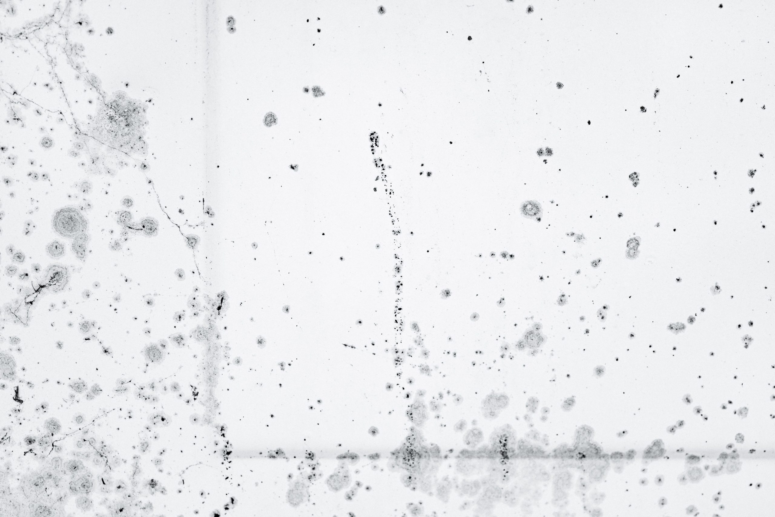 Motif de spores de moisissure noire détaillé