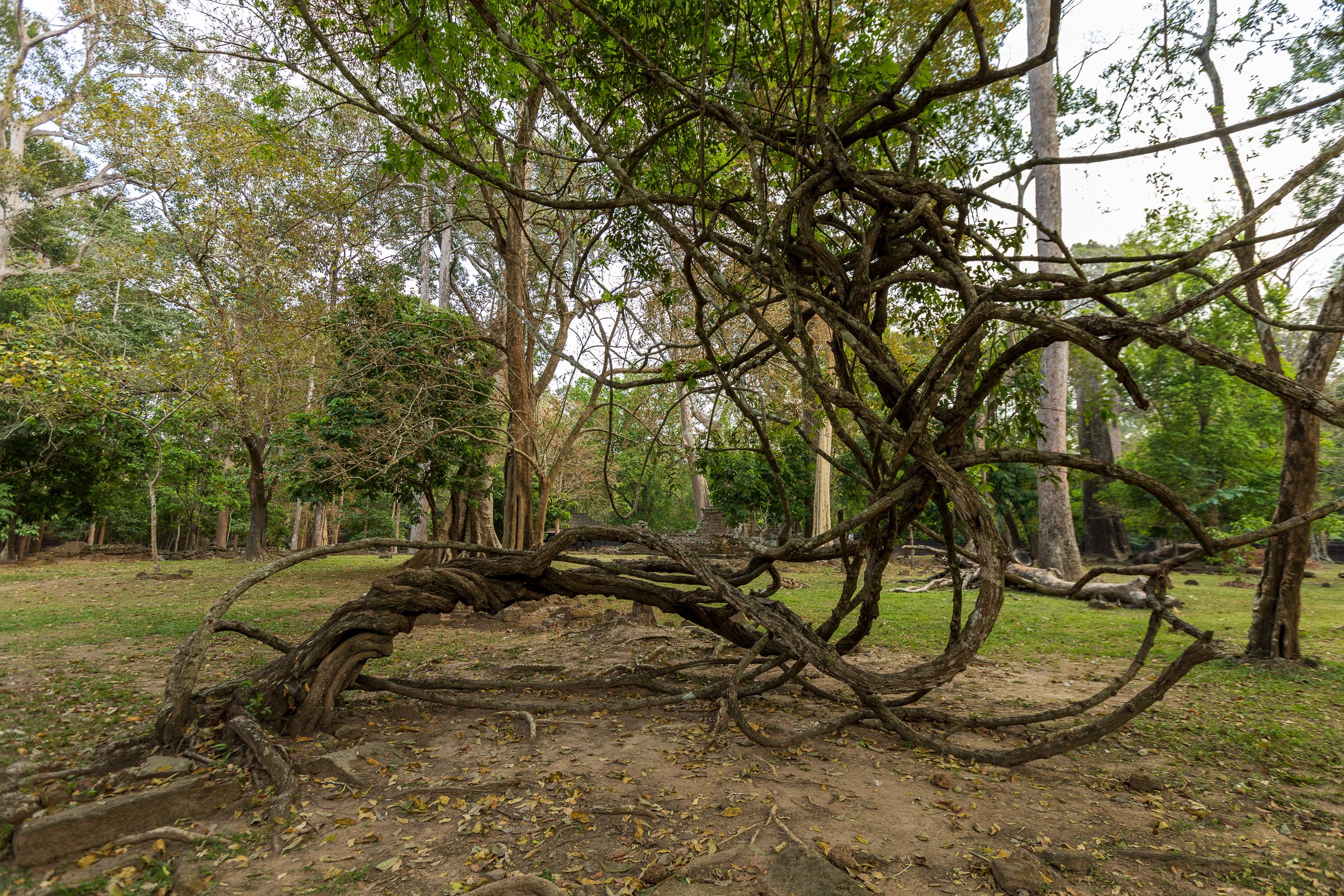 Tronc saule tortueux tordu forêt été