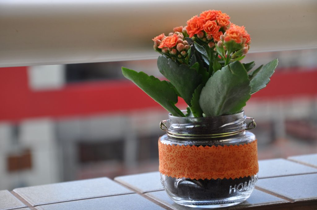 Ton pot de clivia déborde, quand faut-il le diviser ?