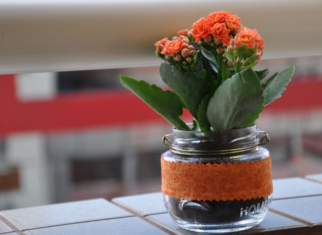 Ton pot de clivia déborde, quand faut-il le diviser ?