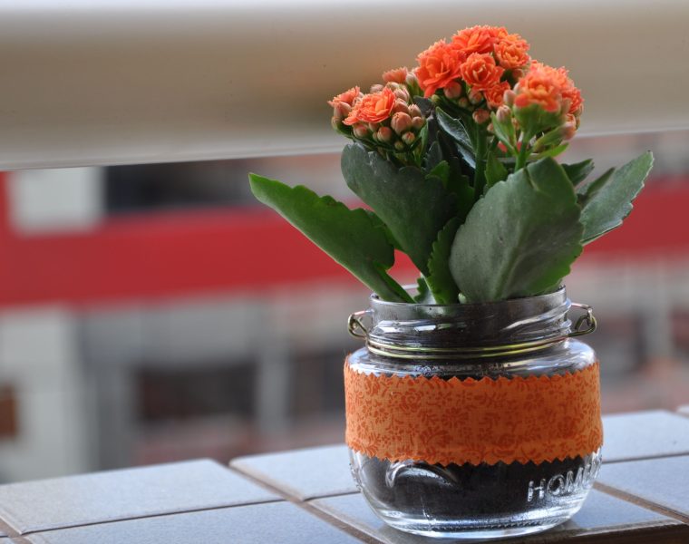 Ton pot de clivia déborde, quand faut-il le diviser ?