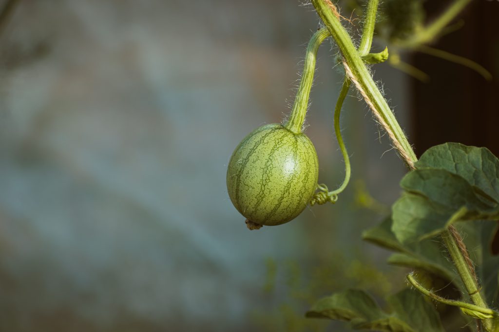 Quand planter les melons en pleine terre pour réussir ta récolte ?
