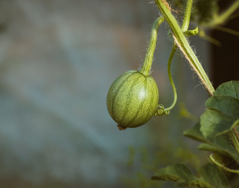 Quand planter les melons en pleine terre pour réussir ta récolte ?