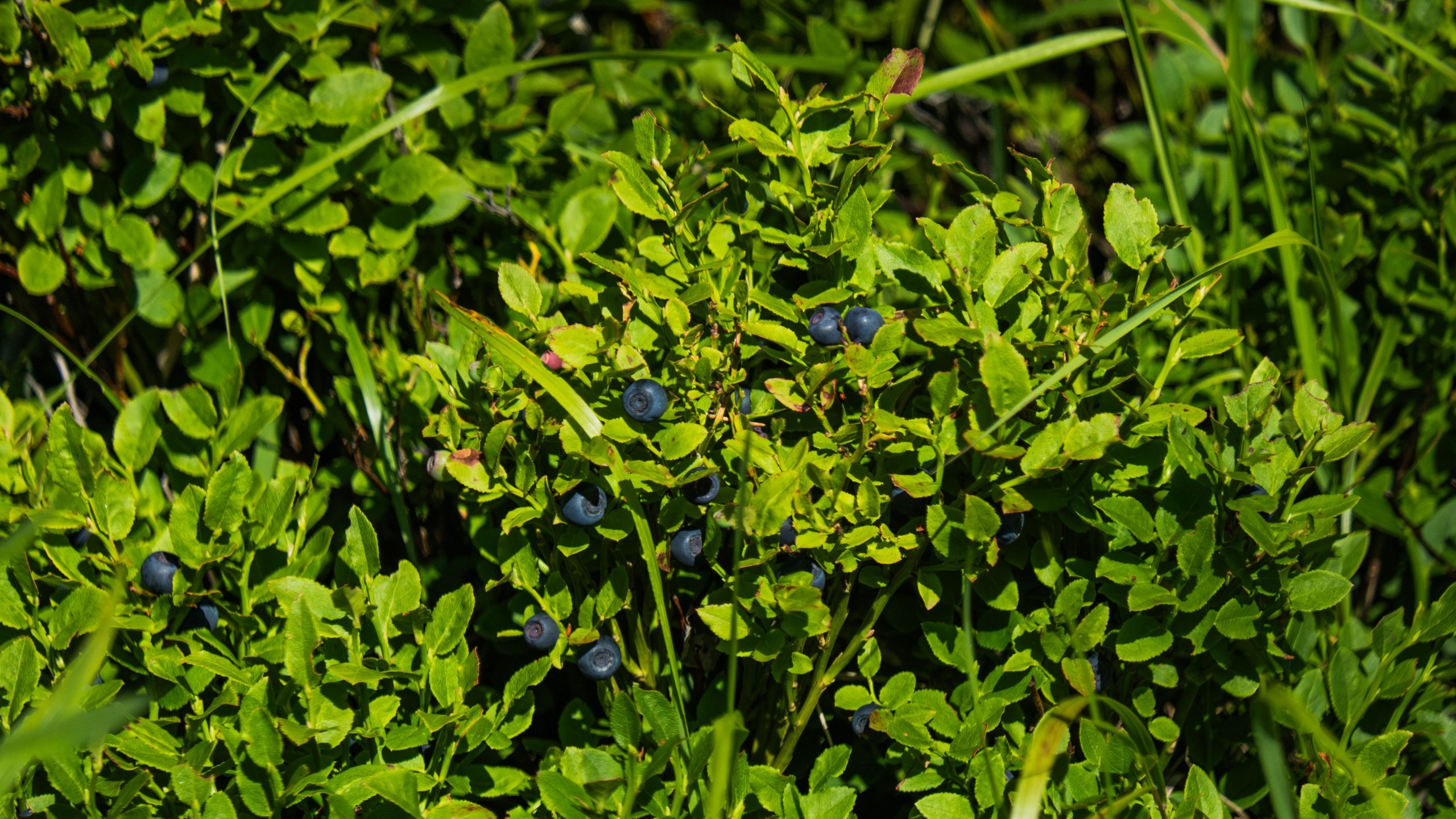 Buisson myrtilles mûres feuilles vibrantes Slovaquie