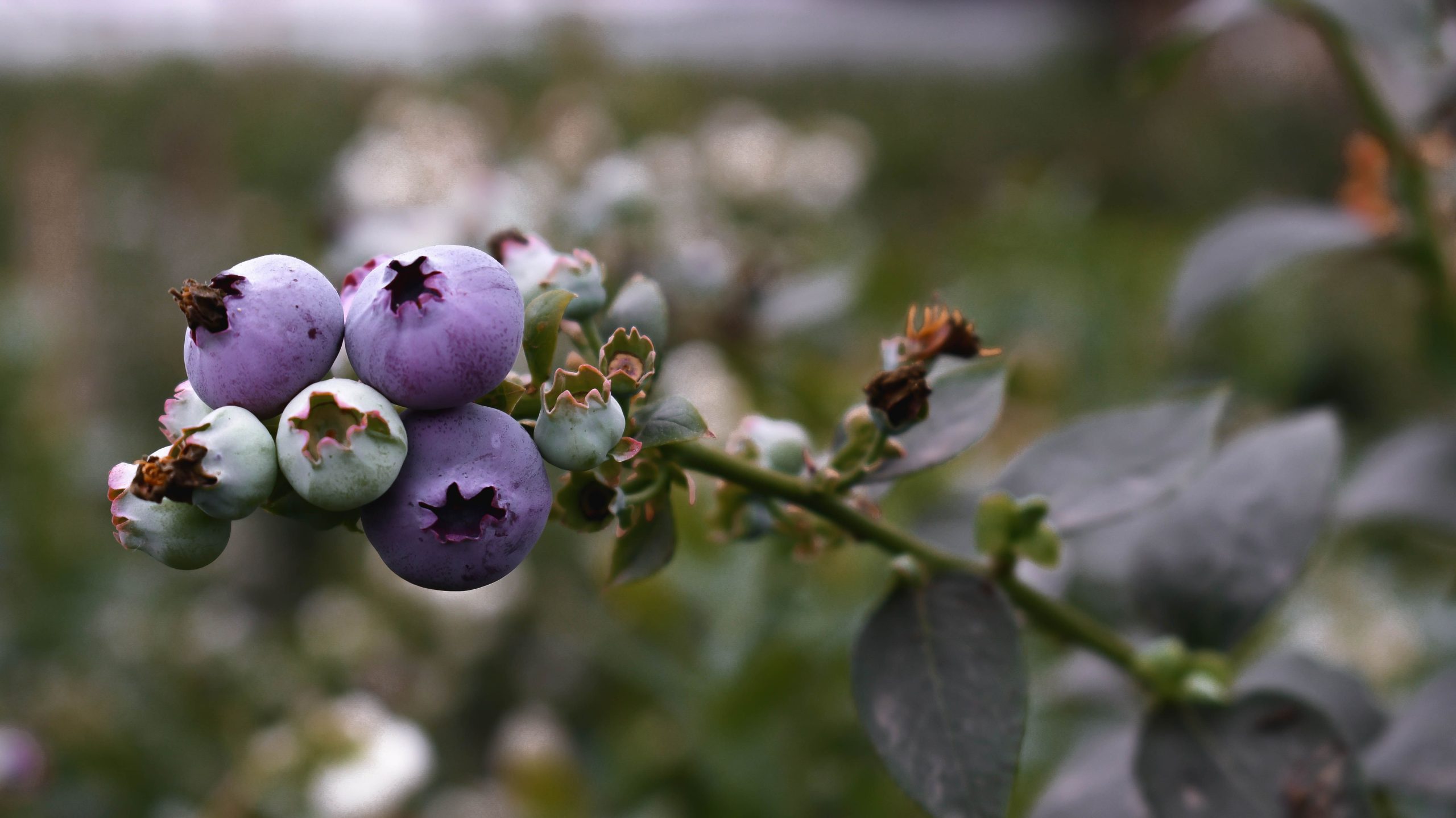 Myrtilles mûres sur branche de plant en Équateur