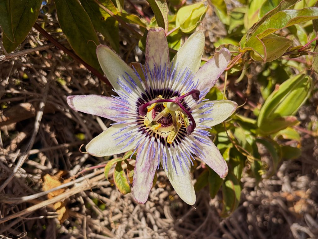 Quand planter une passiflore en pleine terre ?