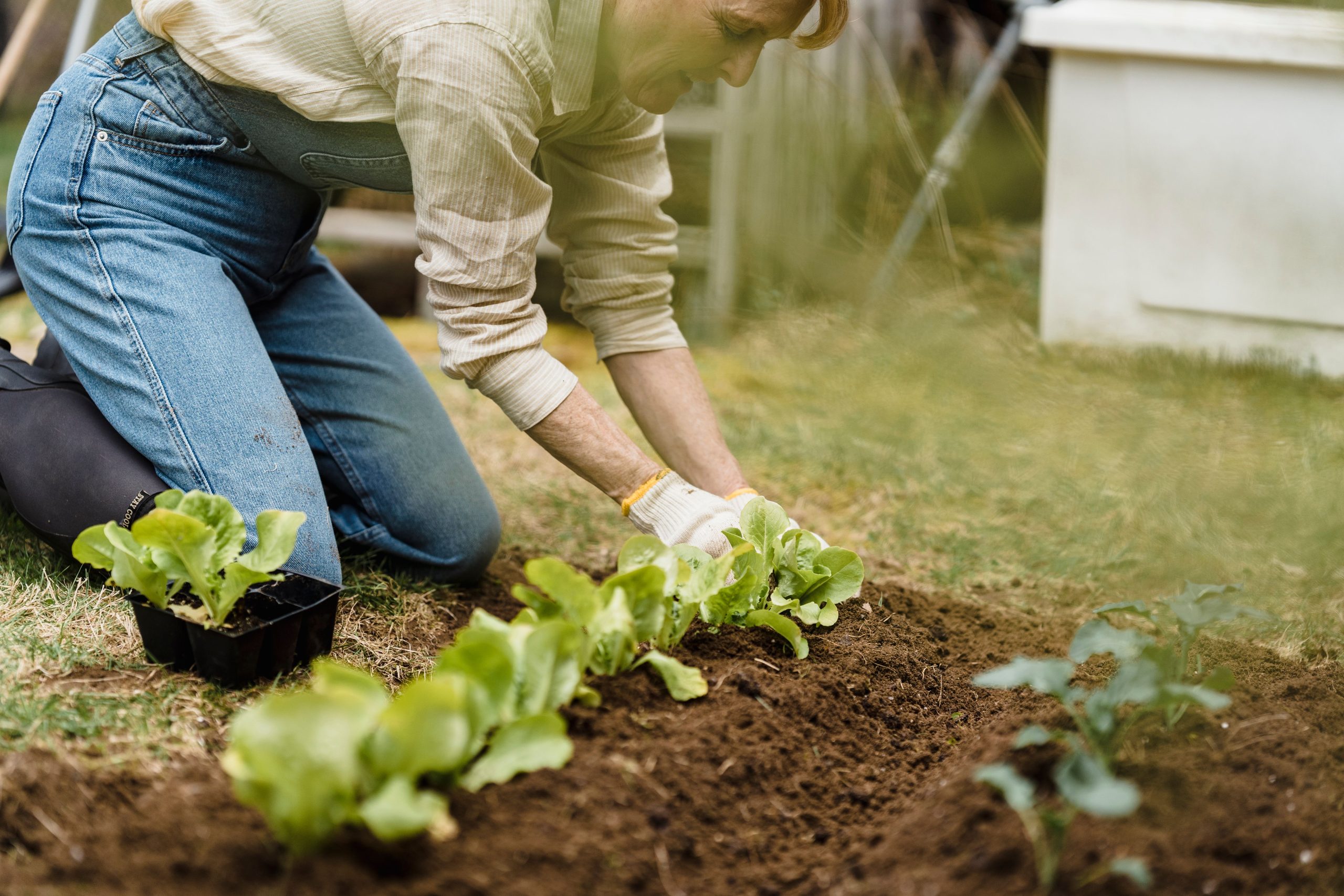 Plantation de semis de laitue au jardin potager