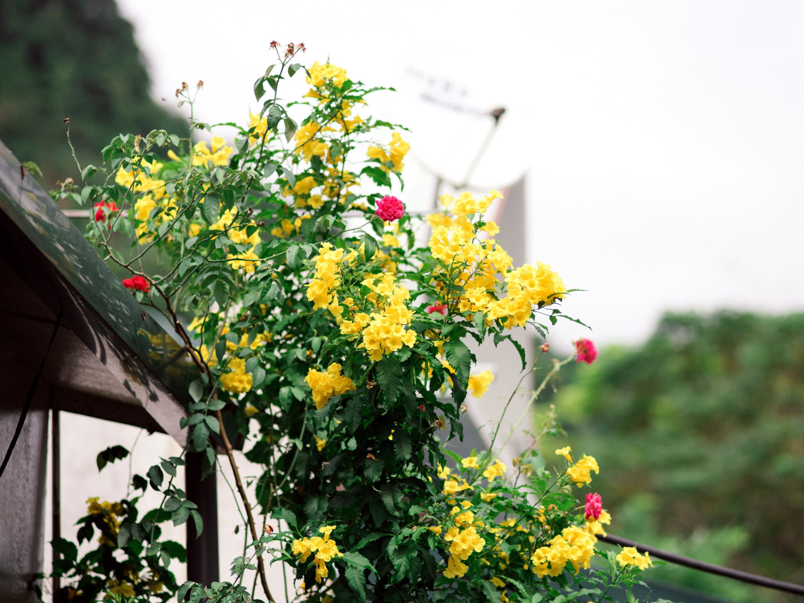 Fleurs jaunes rouges grimpantes sur treillage jardin