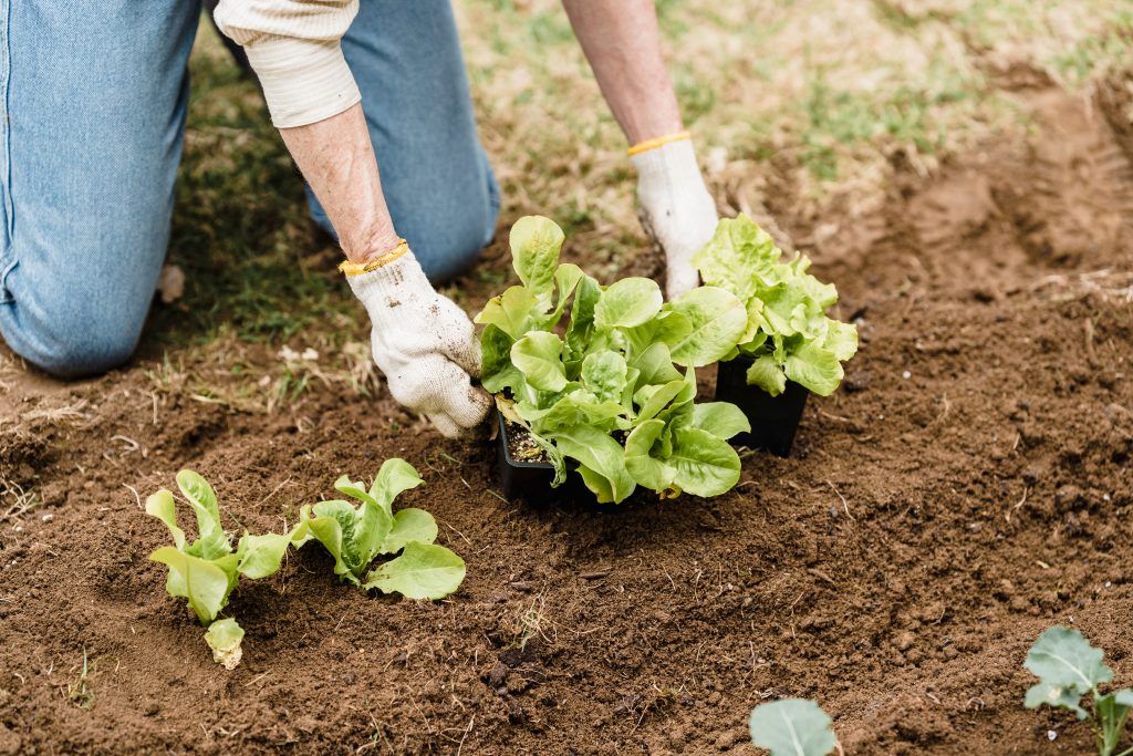 Que planter au potager en mai selon les Saints de Glace ?