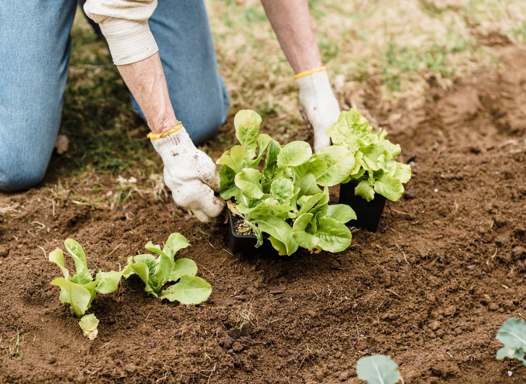 Que planter au potager en mai selon les Saints de Glace ?