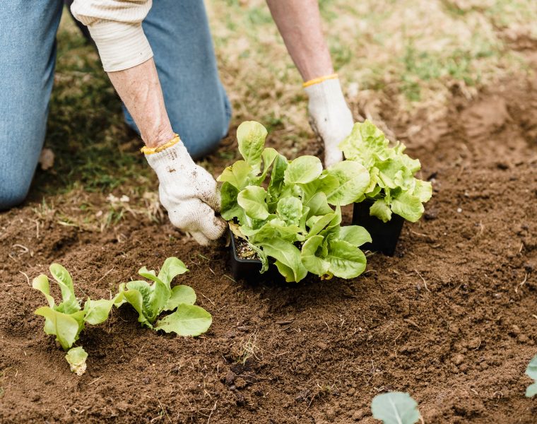 Que planter au potager en mai selon les Saints de Glace ?