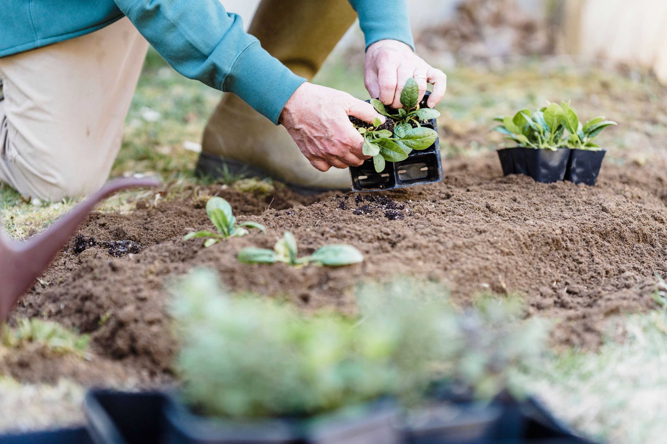 Horticulteur plantant des plants verts en pleine terre
