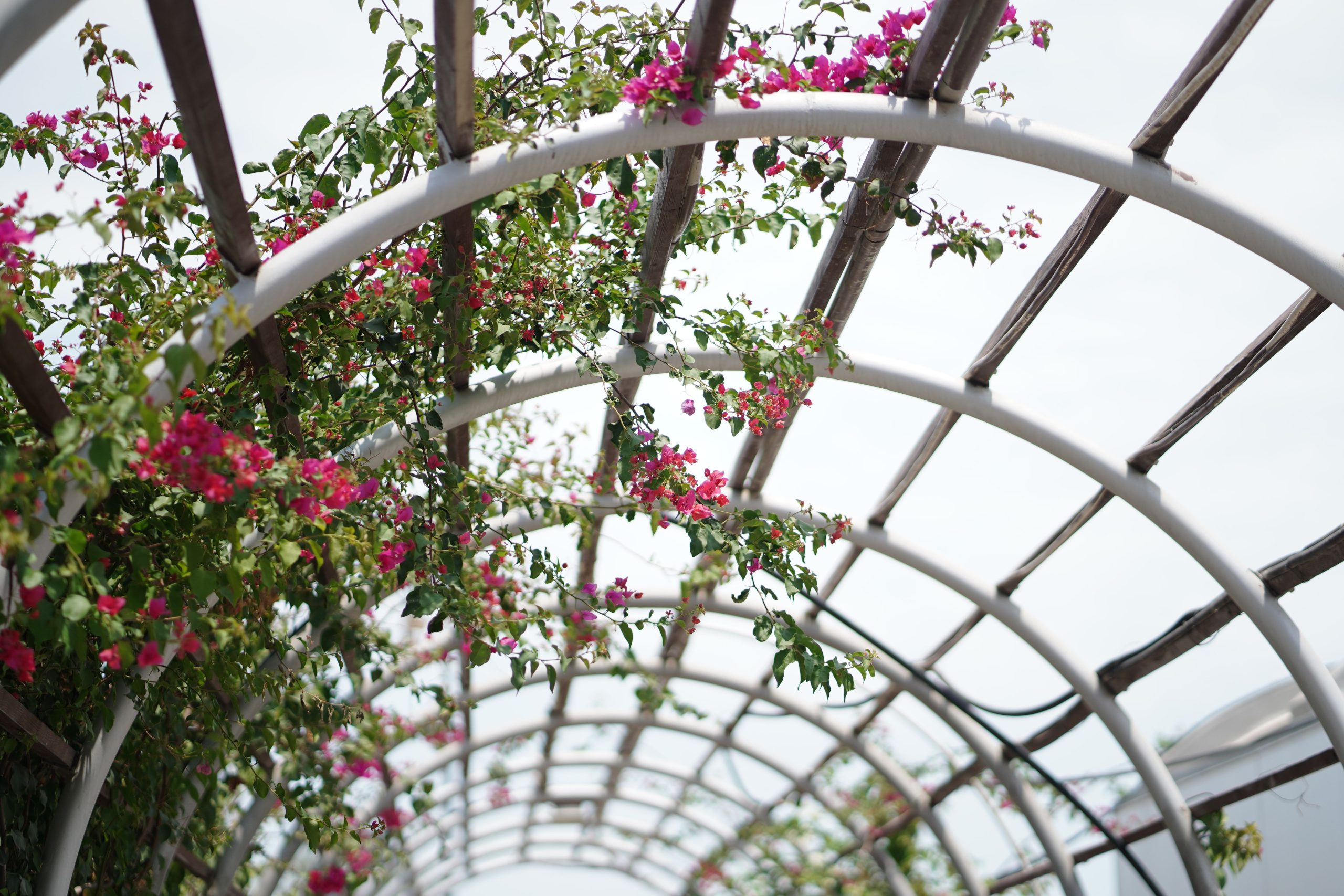 Bougainvillée grimpante fleurissante sur pergola