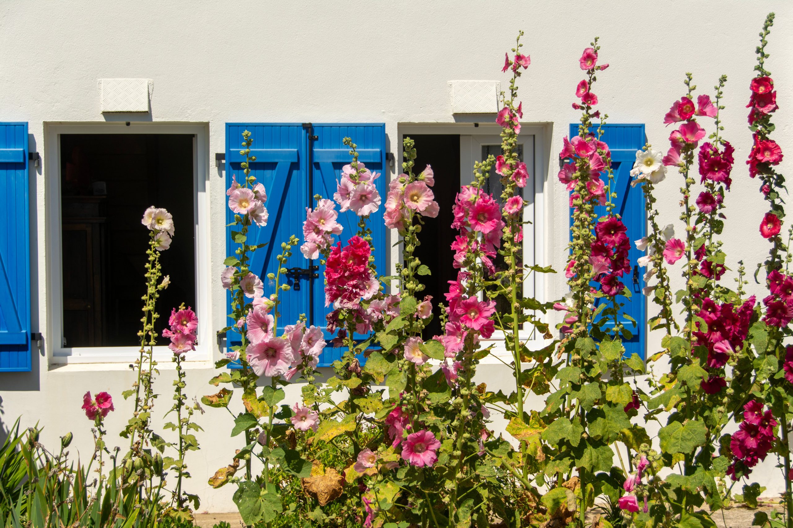 Roses trémières roses et blanches devant volets bleus