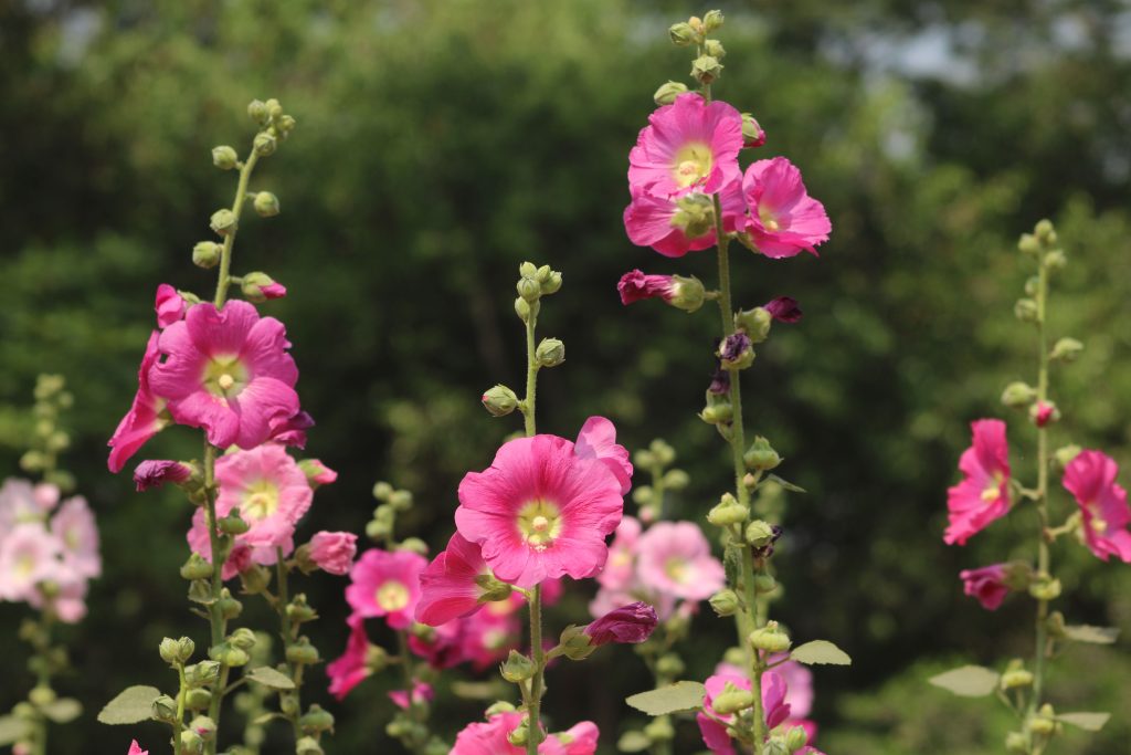 Quand semer tes graines de roses trémières pour qu’elles fleurissent ?