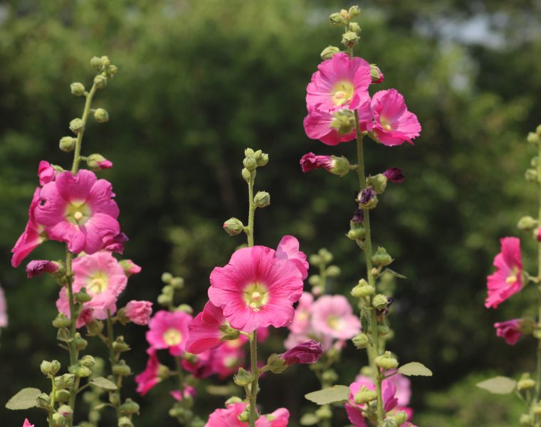 Quand semer tes graines de roses trémières pour qu’elles fleurissent ?
