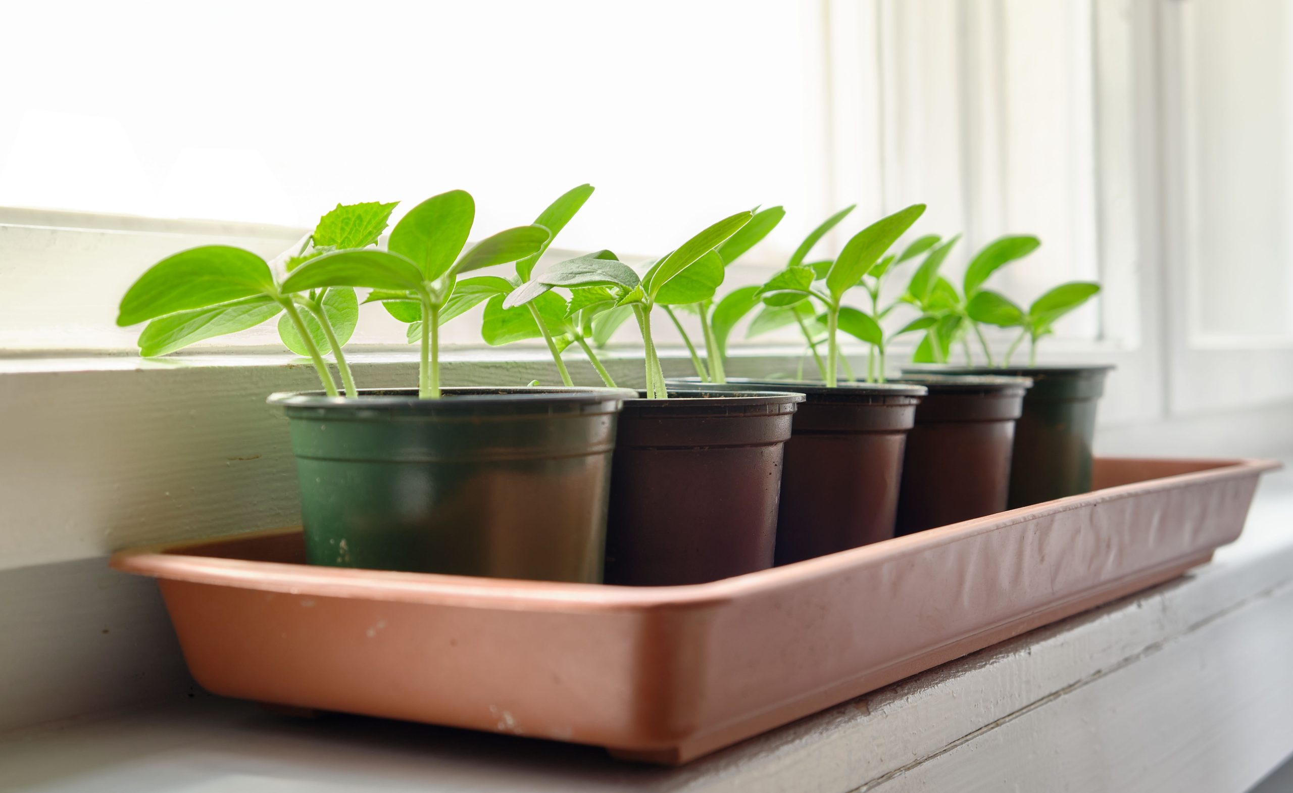 Semis de concombre en pots sur rebord ensoleillé