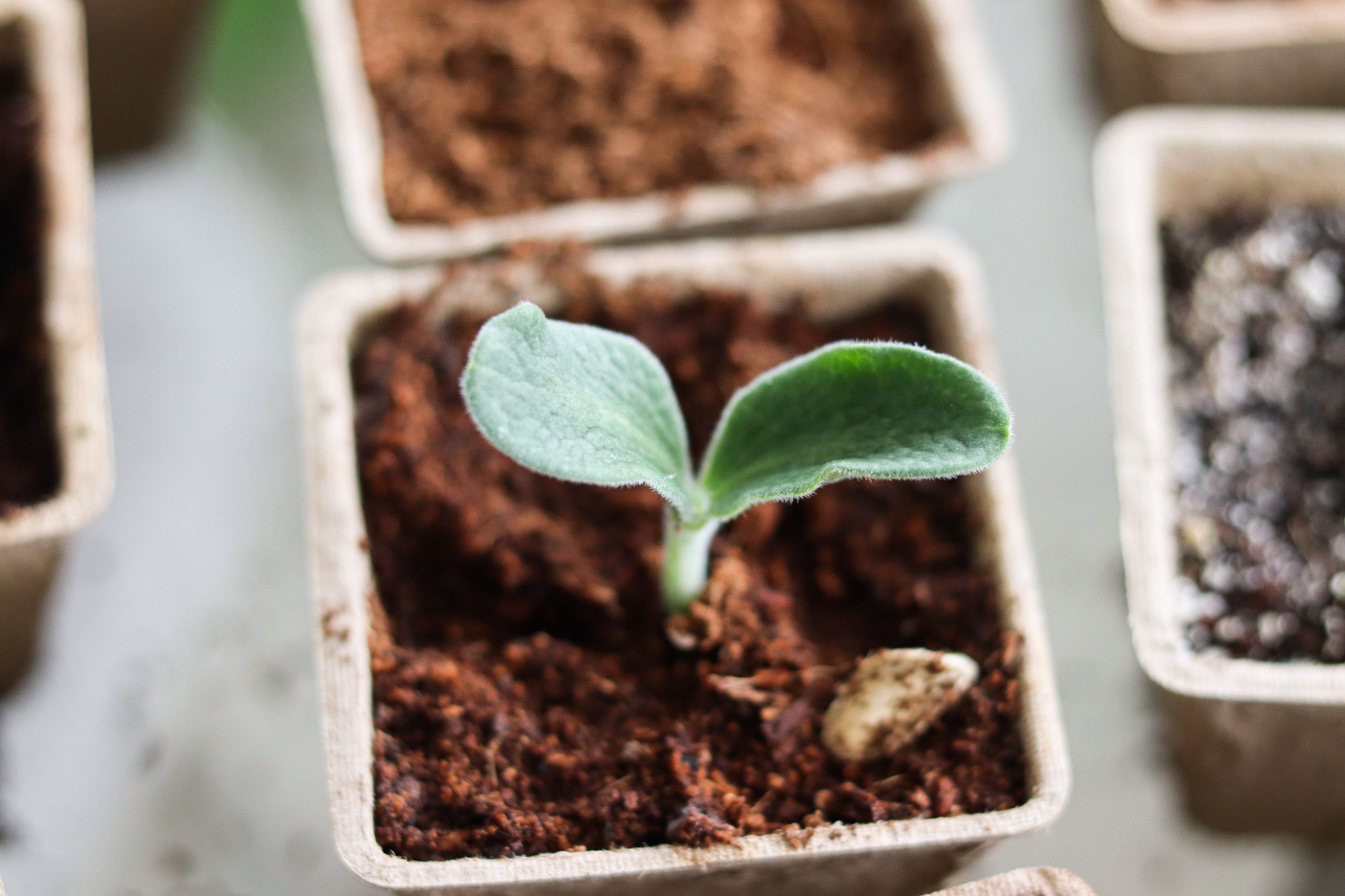 Jeune plant germant dans petit pot biodégradable