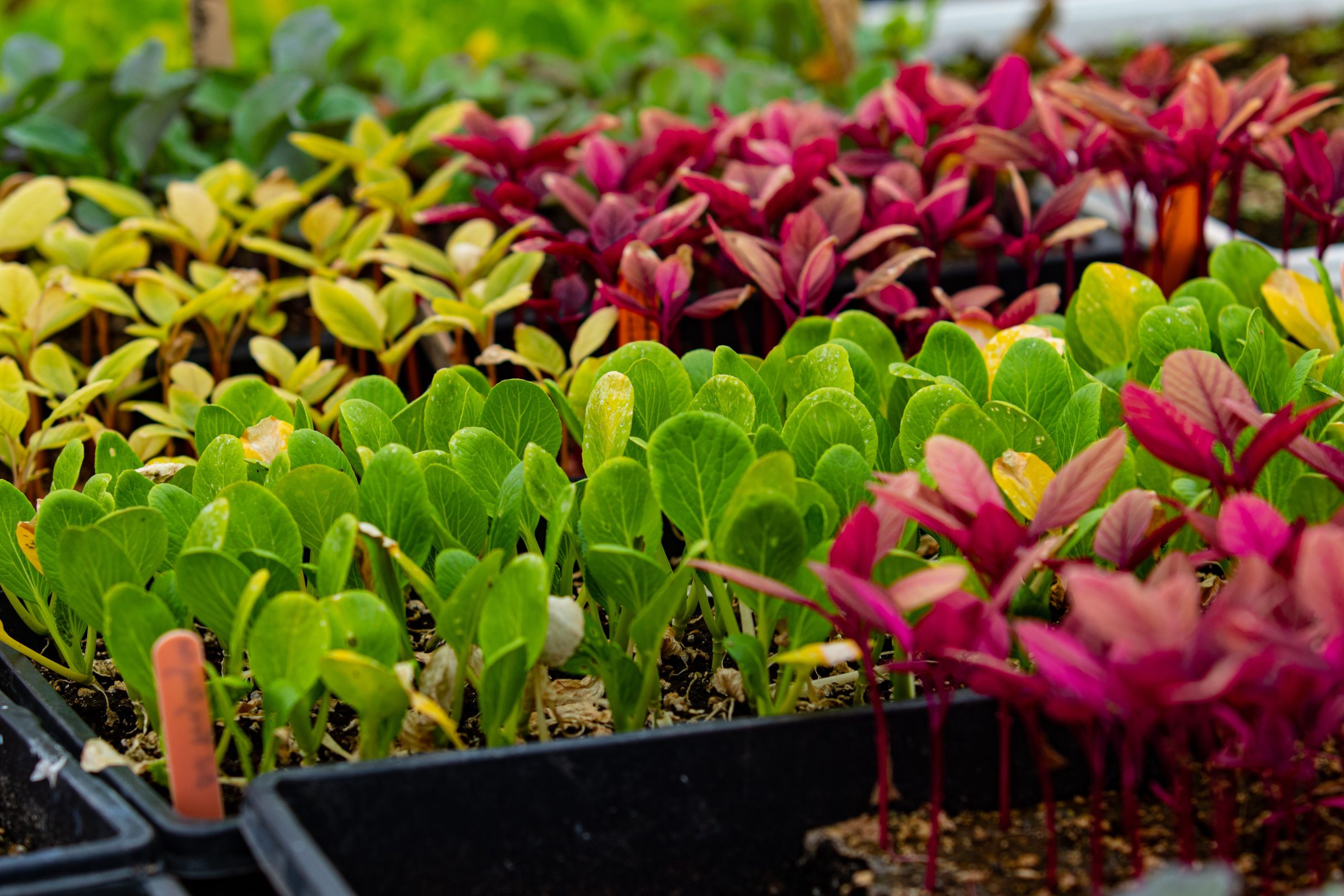 Semis colorés en barquettes en serre biologique