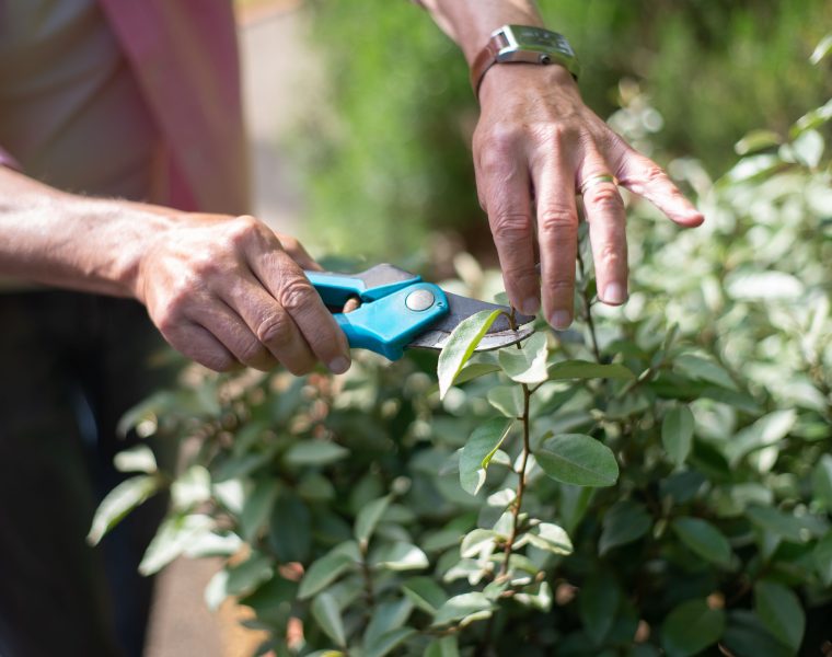 Quand tailler un hibiscus pour qu’il fleurisse vraiment ?