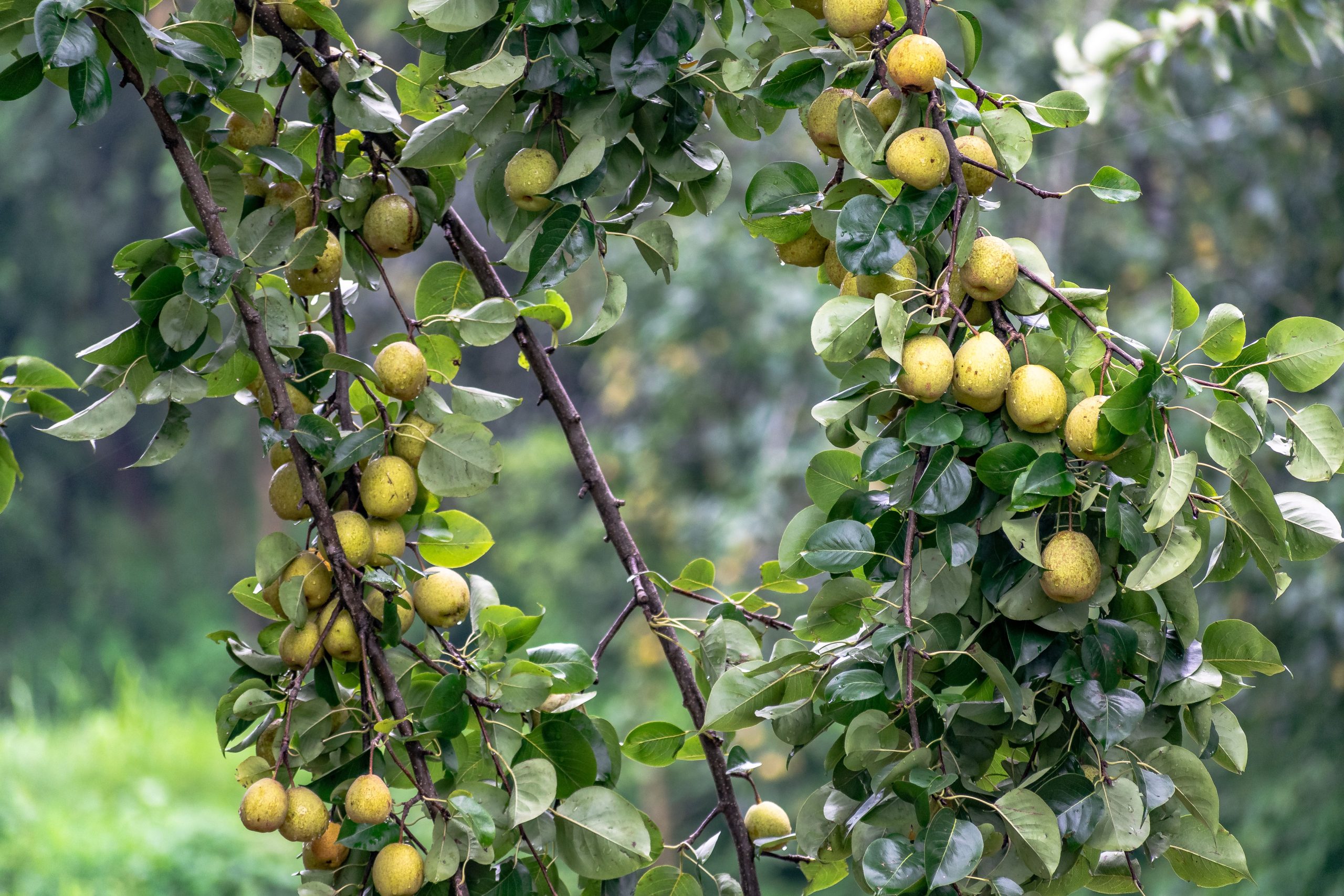 Branche de poirier abondante avec fruits mûrs