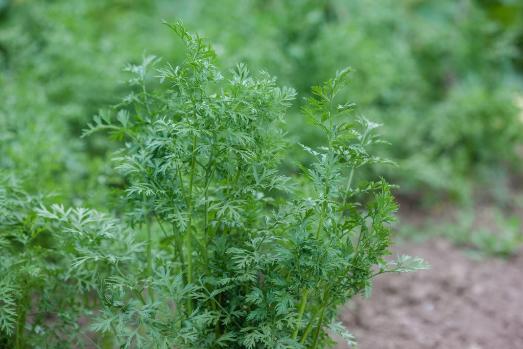 Quand semer les carottes pour éviter les racines tordues ?