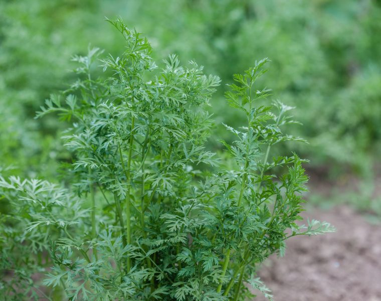 Quand semer les carottes pour éviter les racines tordues ?