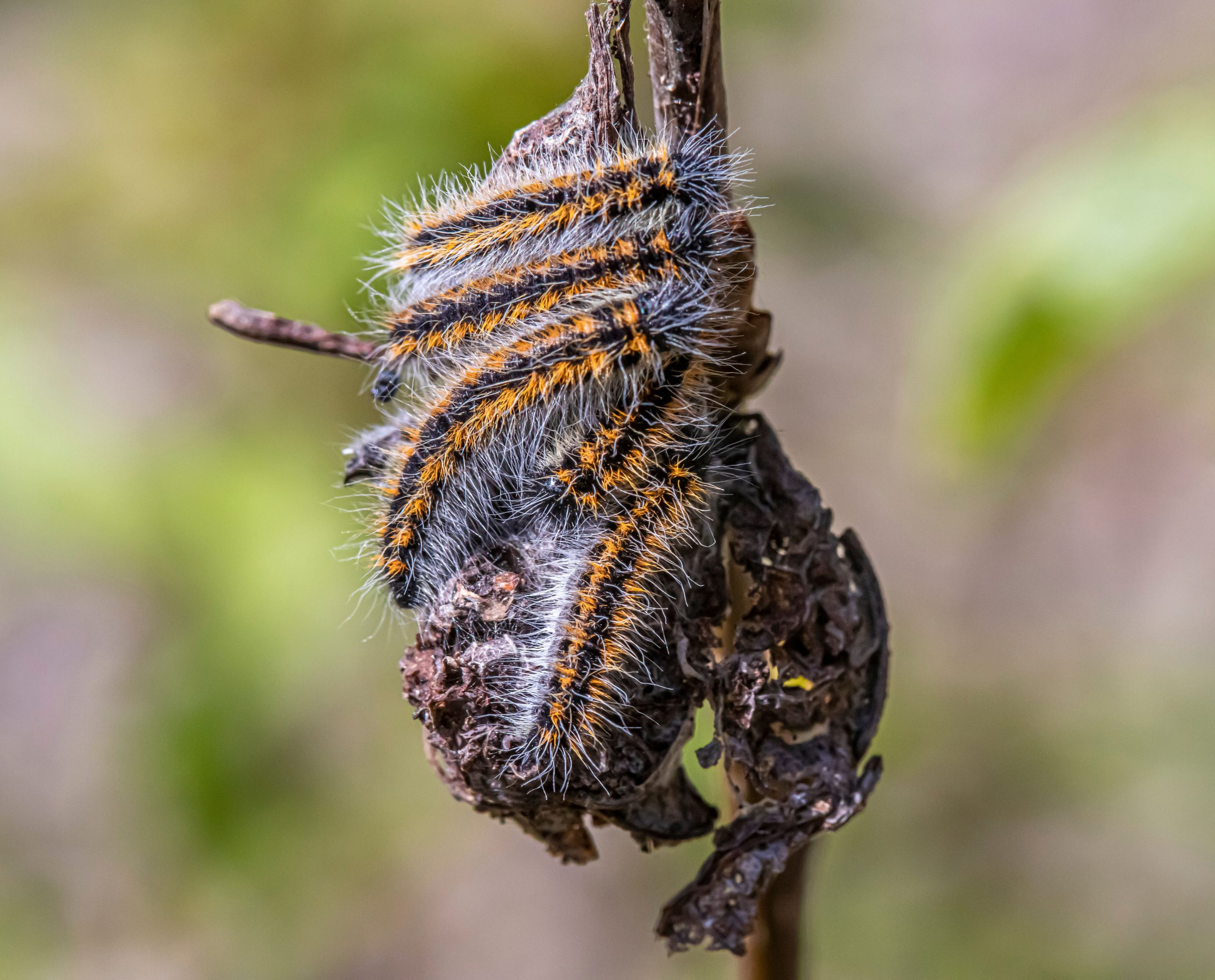 Gros plan d'une chenille velue sur une brindille