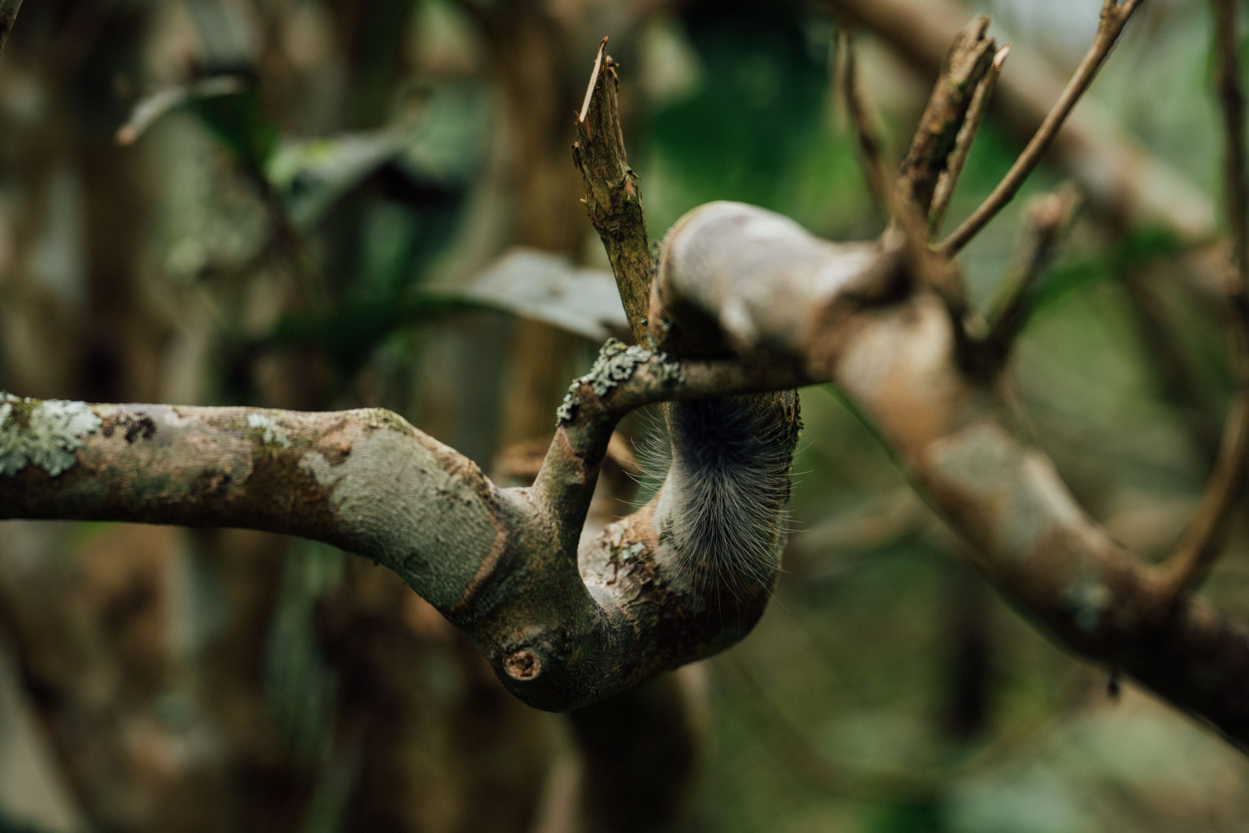 Chenille processionnaire rampant sur une branche