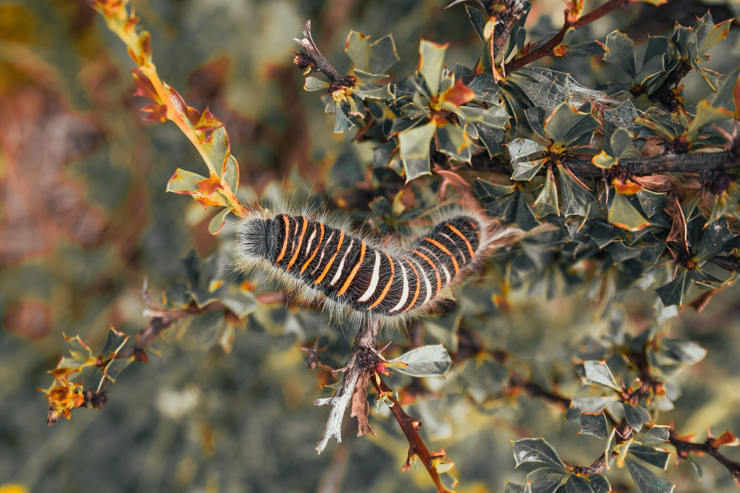 Chenille urticante colorée sur une tige épineuse