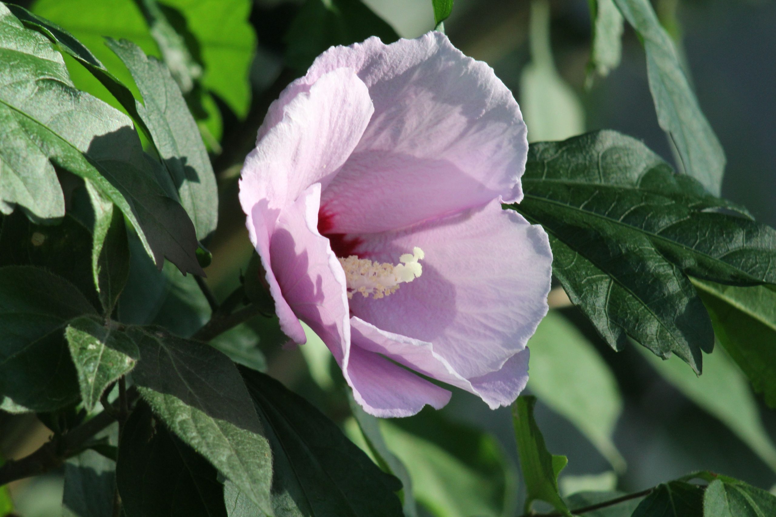Fleur d'hibiscus rose éclatante parmi les feuilles vertes