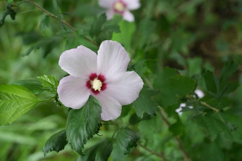 Hibiscus des marais : à quel moment faut-il le tailler ?