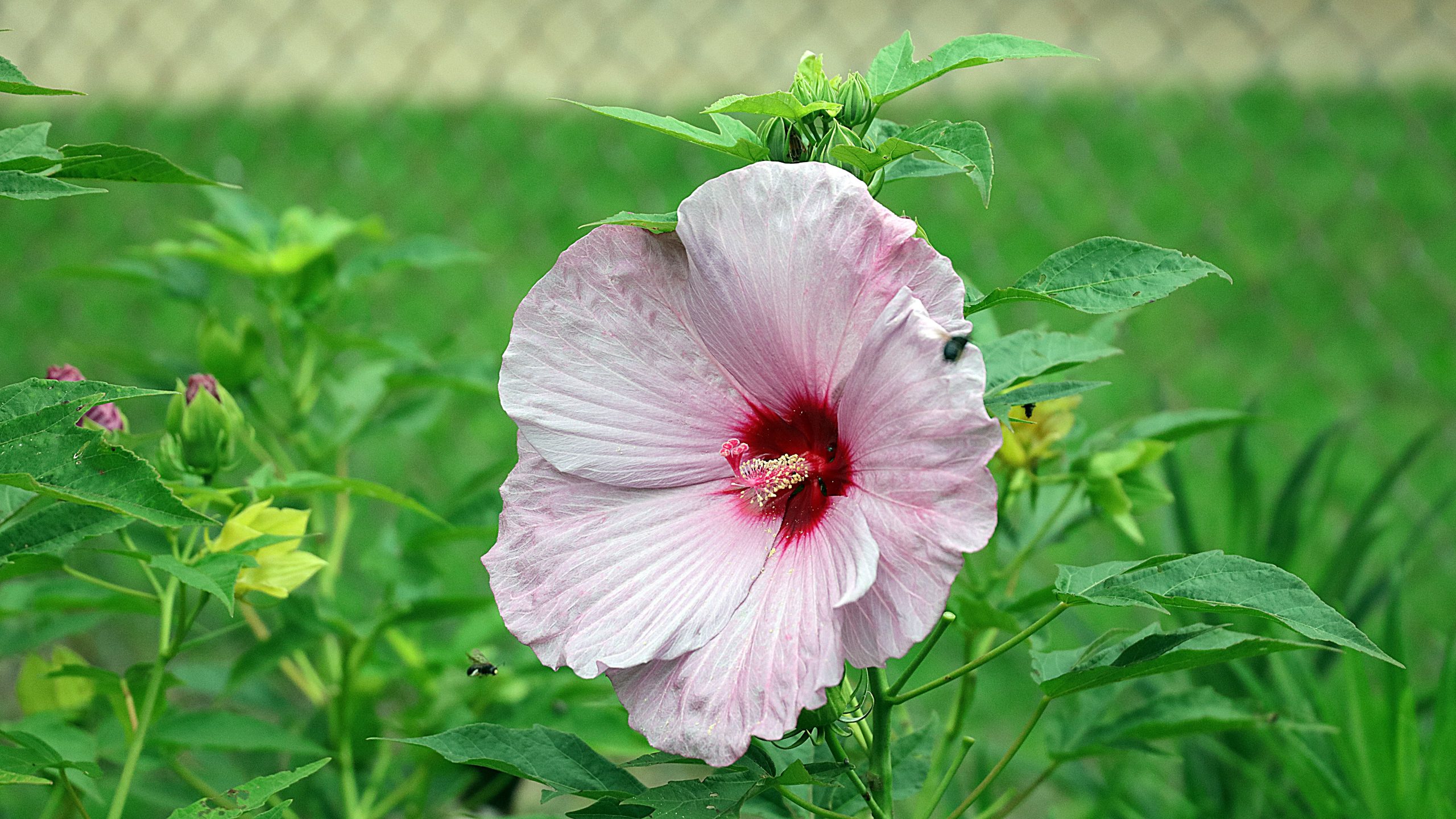 Fleur d'hibiscus rose vif dans un jardin verdoyant