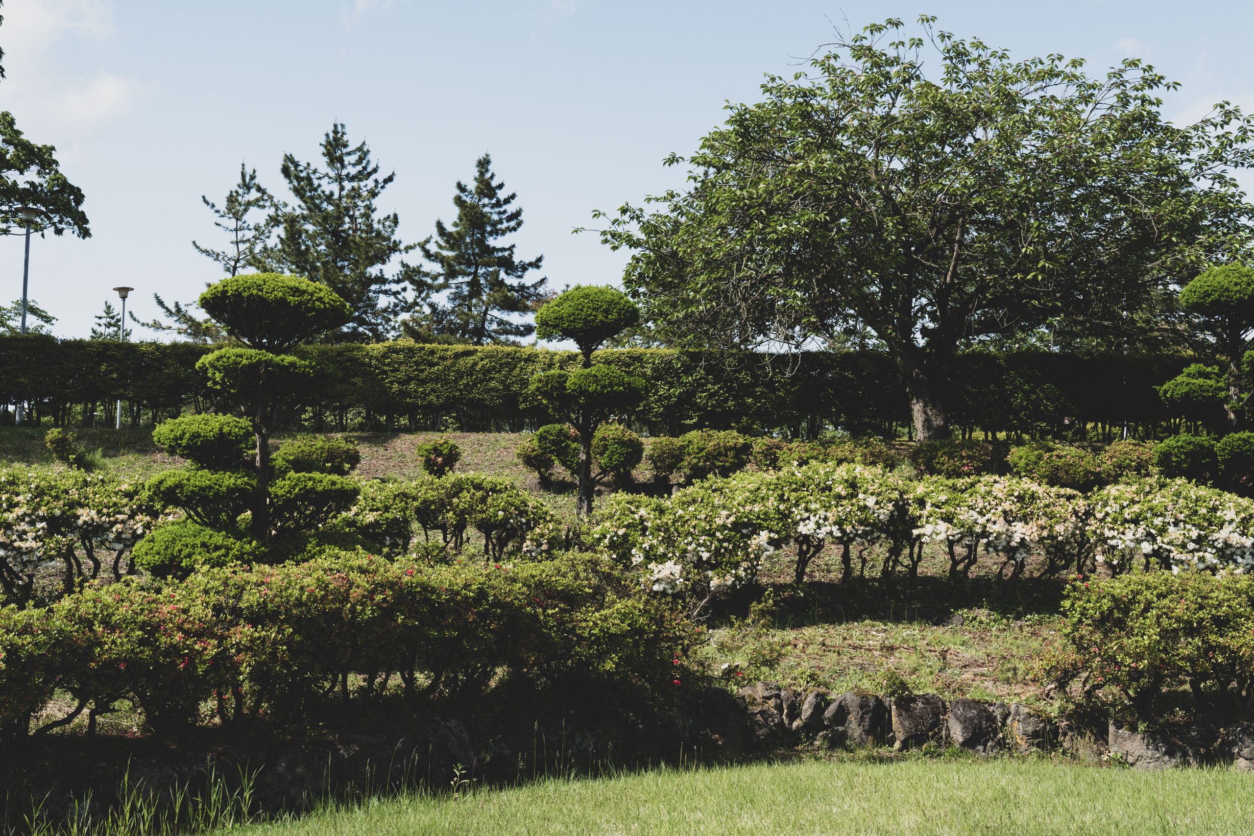 Jardin paisible aux arbustes soigneusement taillés