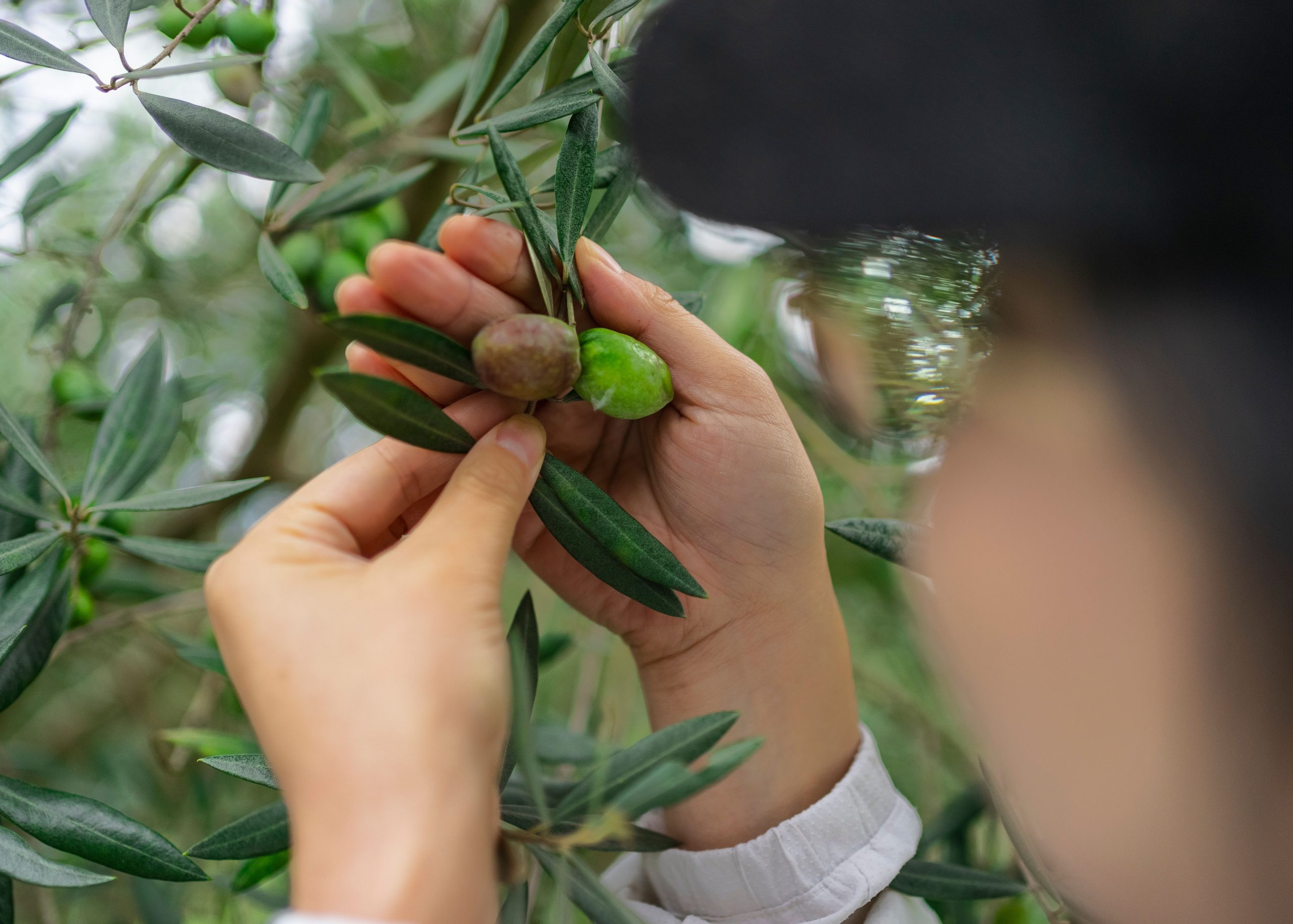Mains cueillant des olives sur une branche