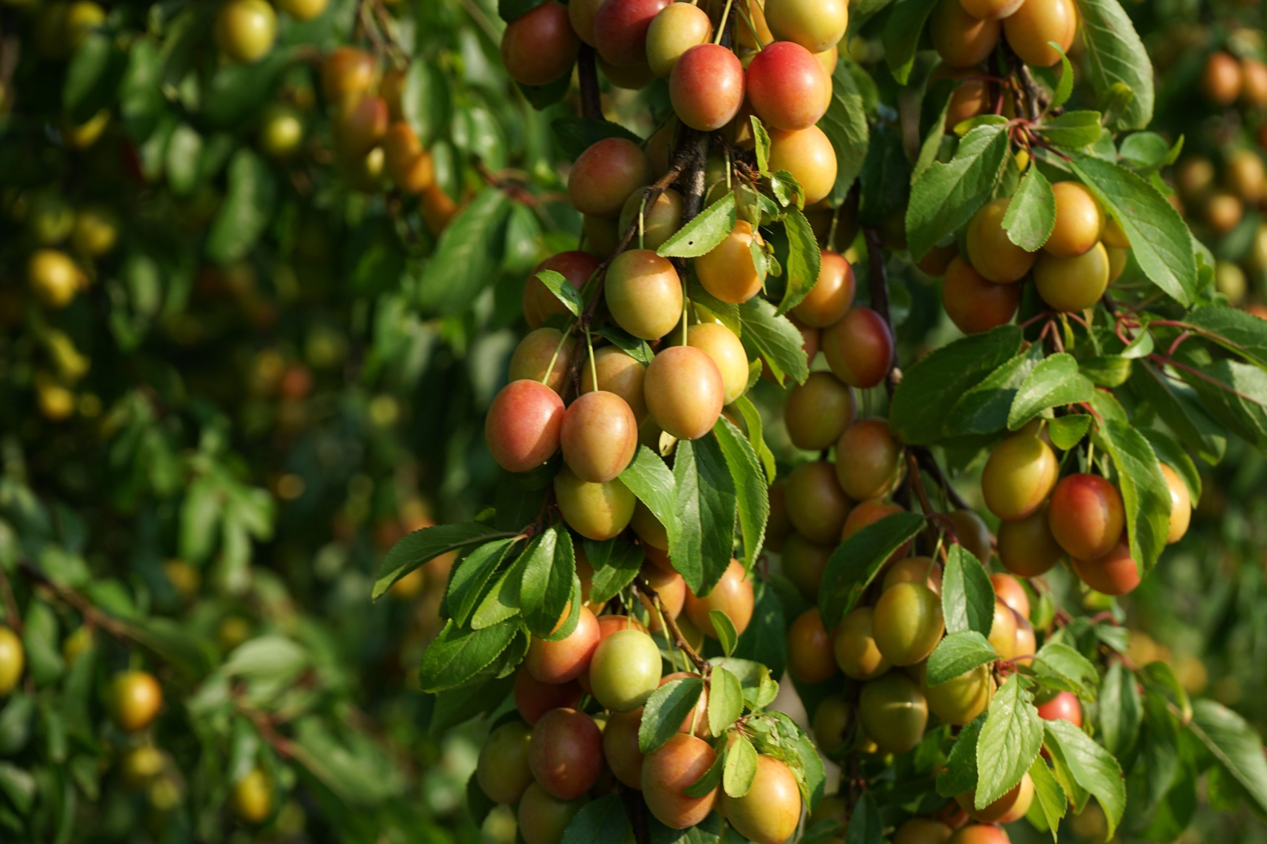 Mirabelles jaunes brillantes en été