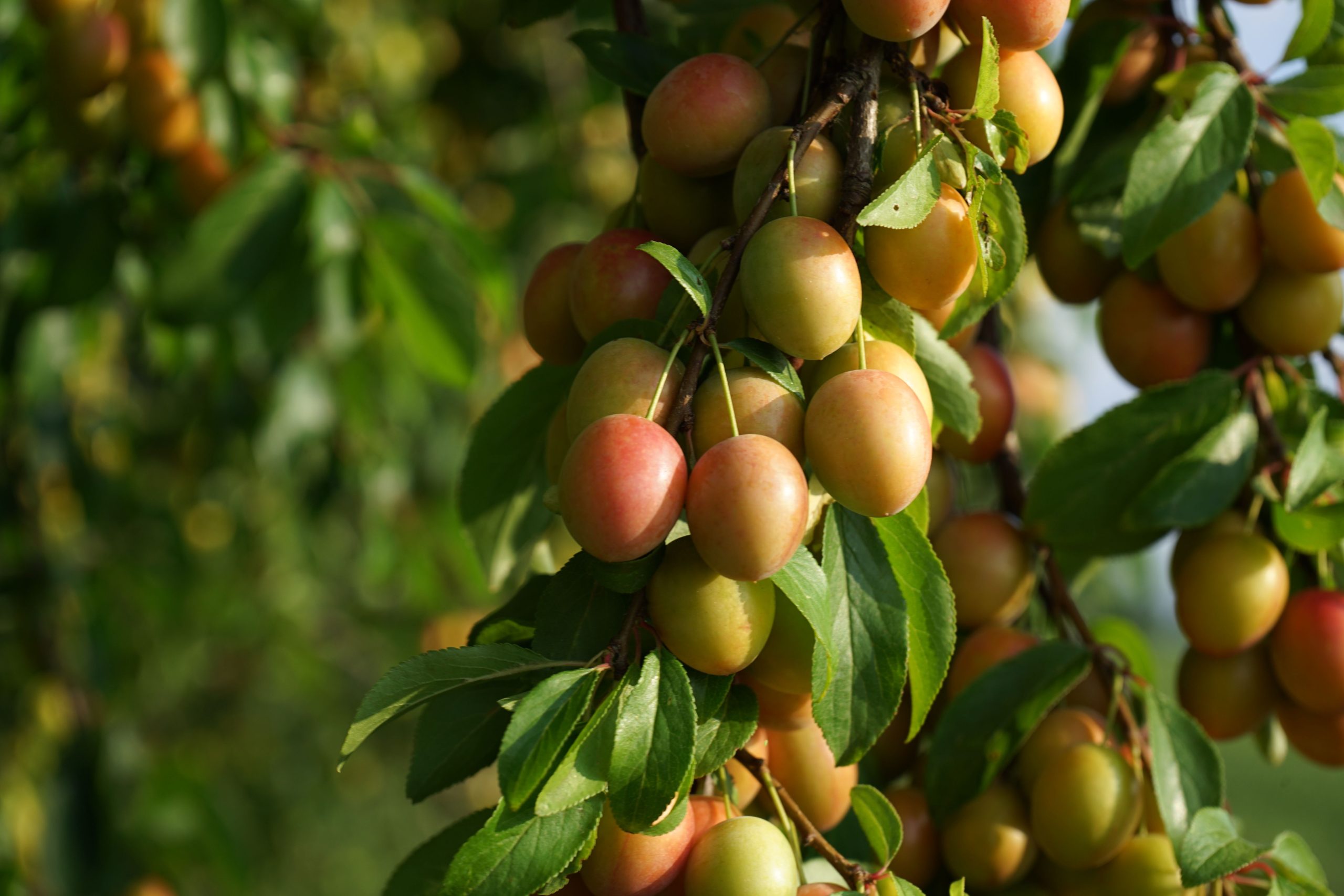 Mirabelles mûres dorées sur branche