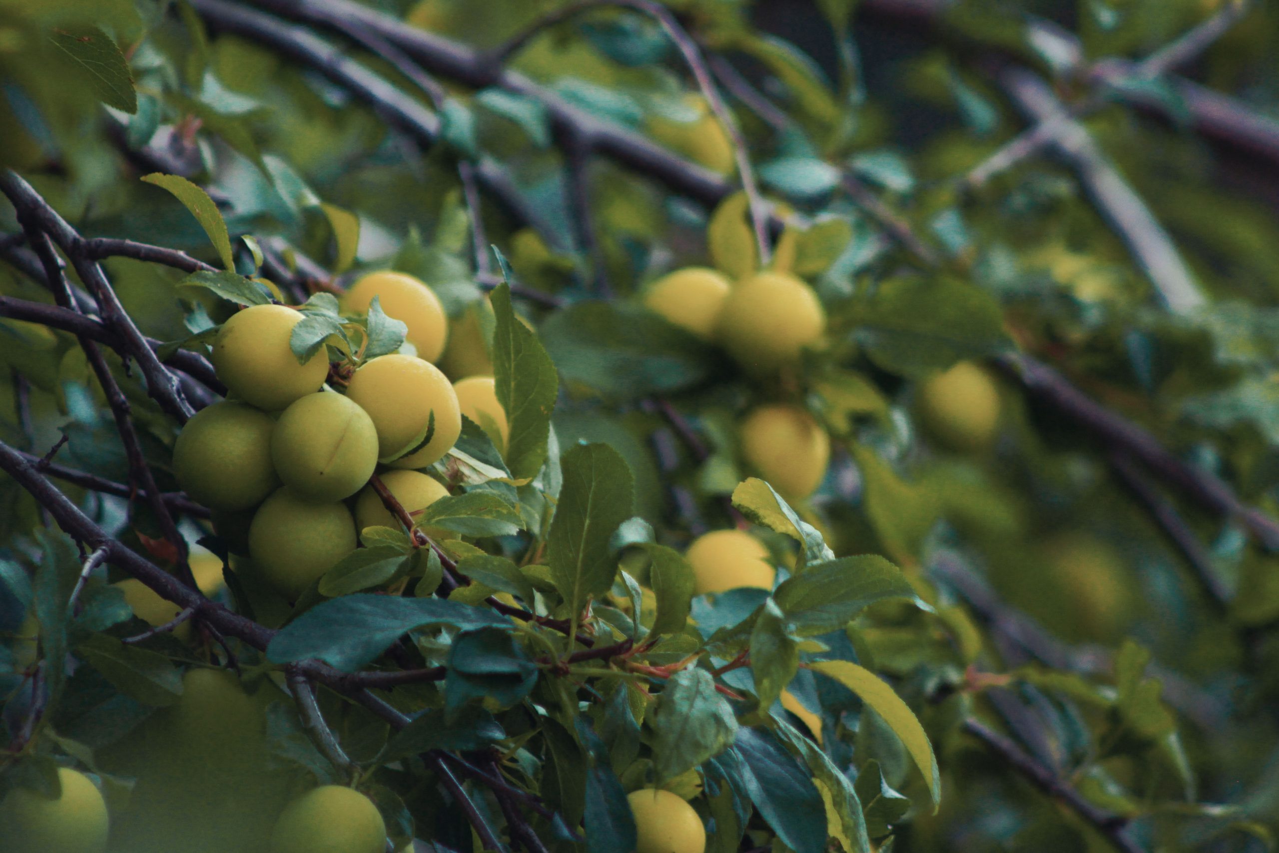 Mirabelles rouges et feuillage verdoyant