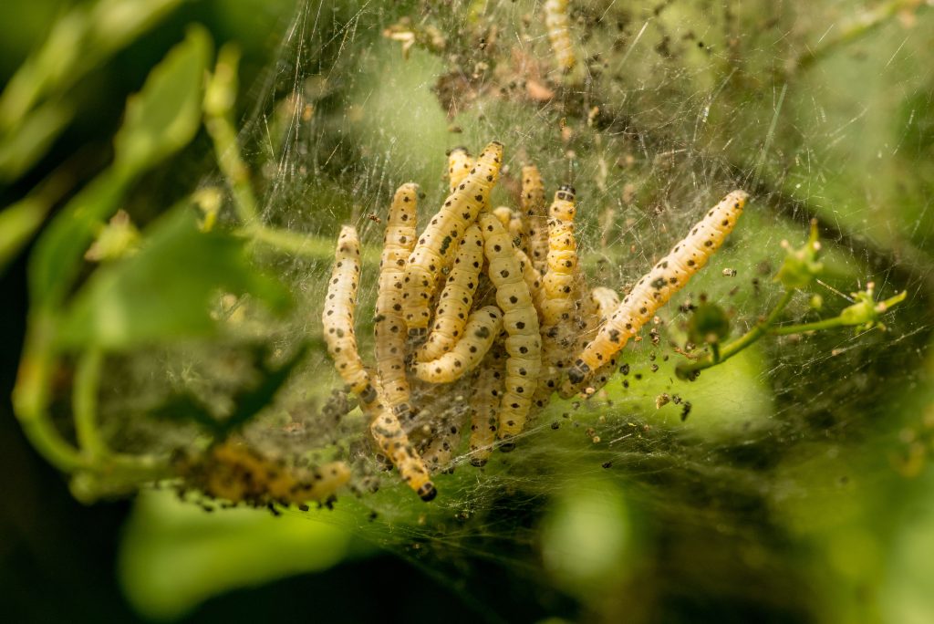 Nid de chenilles processionnaires, comment réagir sans risque ?