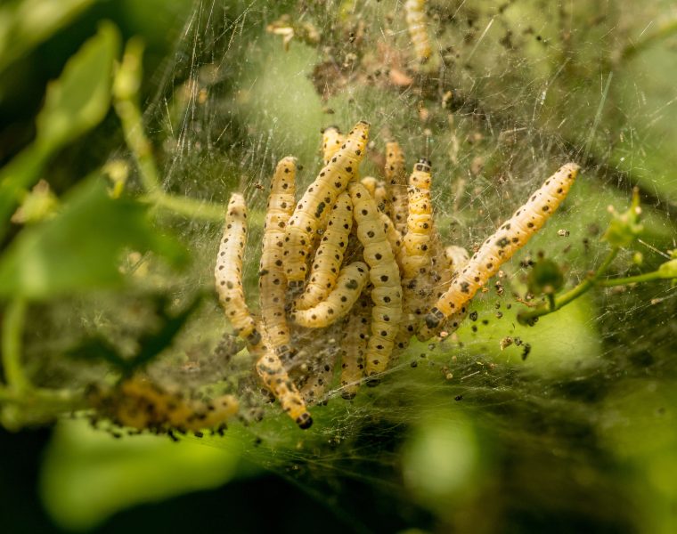 Nid de chenilles processionnaires, comment réagir sans risque ?