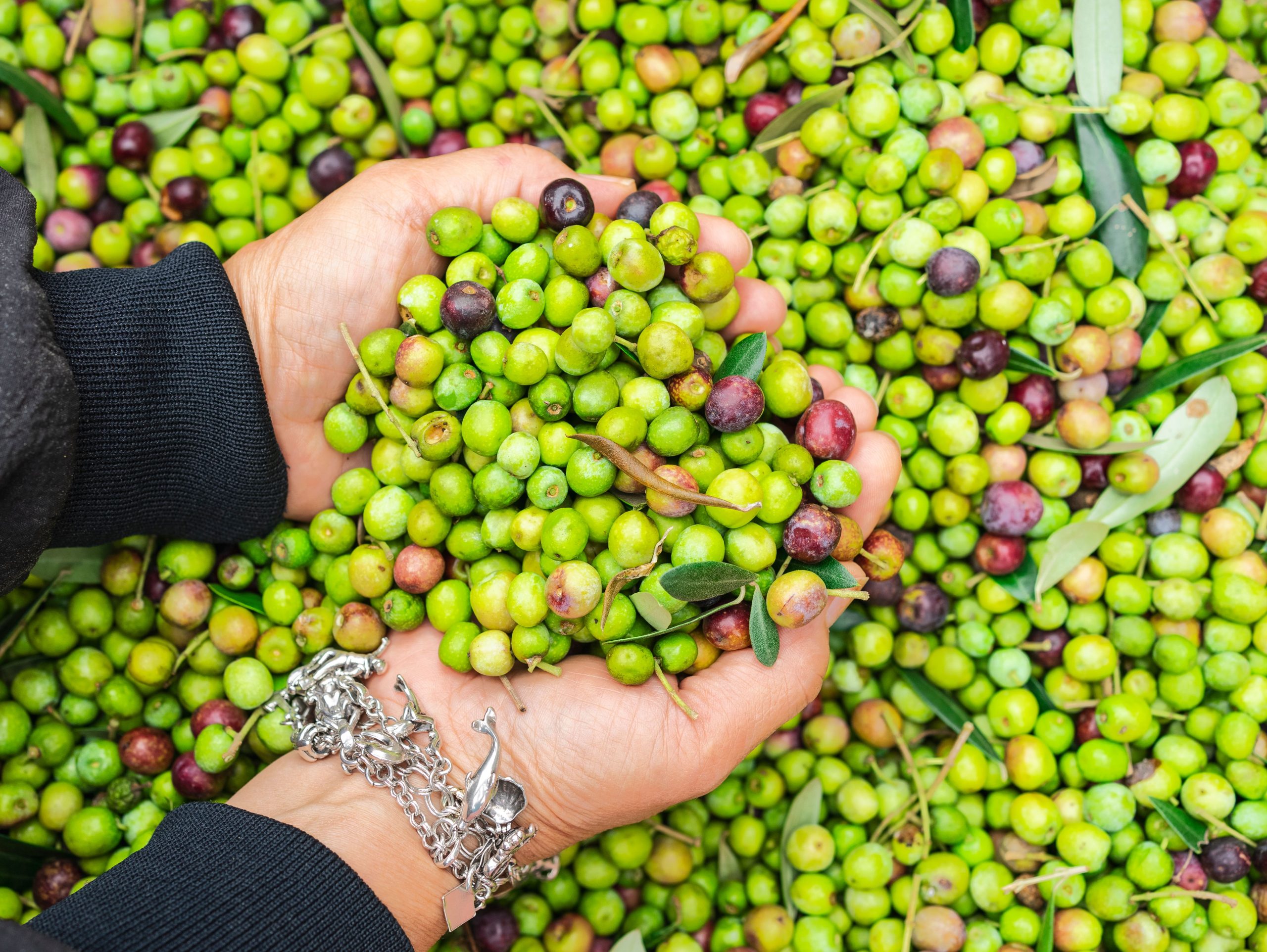 Mains tenant des olives vertes fraîches récoltées