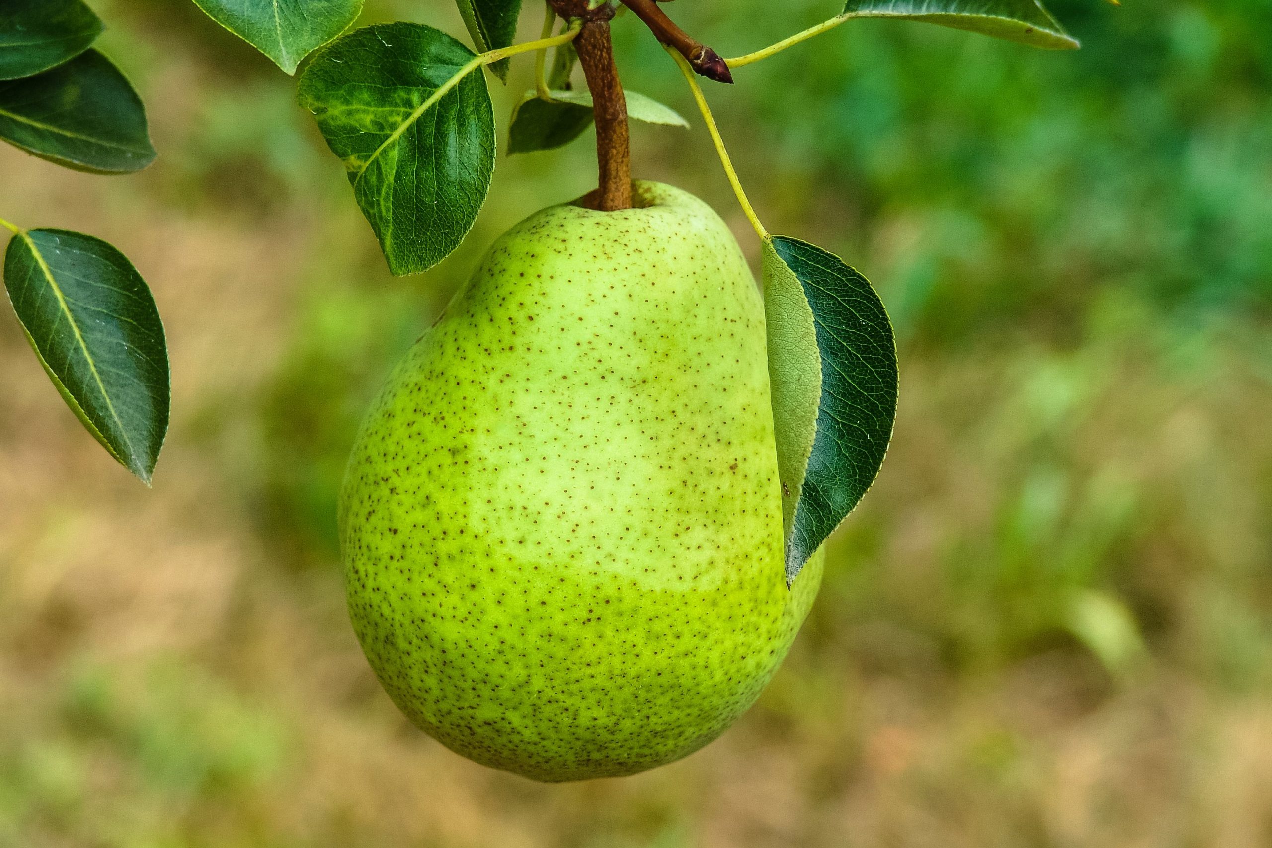 Poire mûre verte avec feuillage récolte